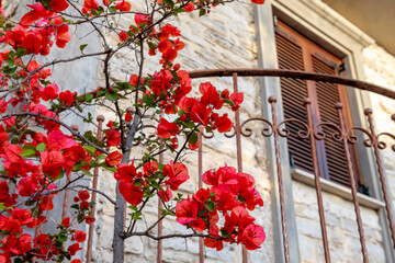 A beautiful traditional style stone house on Ithaca Island, Greece, decorated with pot plants.