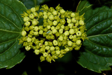 Budding Hydrangea 