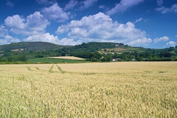 Barley Crop