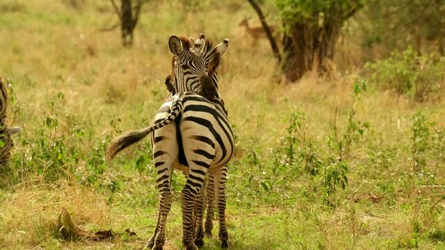 Happy and joyful Two zebras in love stand embracing putting their heads on each other's backs and joyfully waving their tails in the wild nature of the African savannah