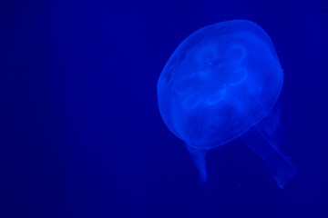 Closeup of beautiful jellyfish in aquarium