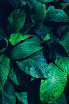 Fototapeta leaves of Spathiphyllum cannifolium, abstract green texture, nature background, tropical leaf