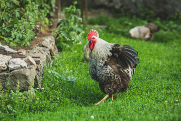 Some beautiful chickens are walking around the yard in the country with green grass