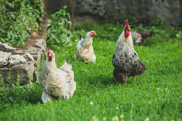 Some beautiful chickens are walking around the yard in the country with green grass