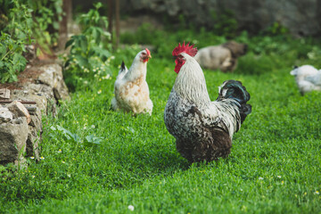 Some beautiful chickens are walking around the yard in the country with green grass