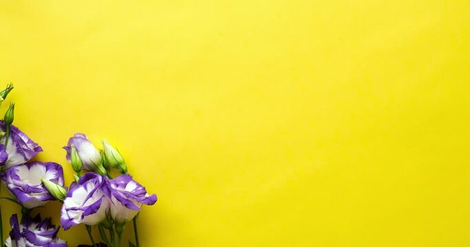Background with flowers and place for text. White-purple eustoma on a yellow background. Looped 4K stop motion animation