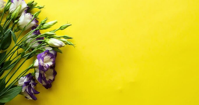 Background with flowers and place for text. White-purple eustoma on a yellow background. Looped 4K stop motion animation