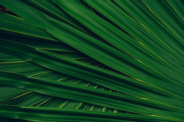 abstract palm leaf texture, nature background, tropical leaf