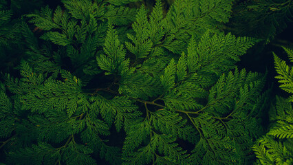 closeup nature view of tropical leaves background, dark nature concept