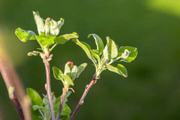 beautiful spring tree branches with leaves and flower buds
