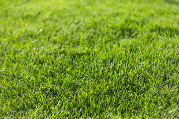 Close-up green grass, natural greenery background texture of lawn garden. Ideal concept used for making green flooring, lawn for training football pitch, Grass Golf Courses, green lawn pattern.