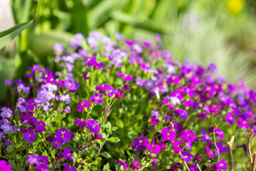 beautiful flower bed with purple flowers in the garden, garden landscaping.