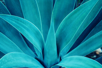 closeup agave cactus, abstract natural pattern background and textures, dark blue toned 