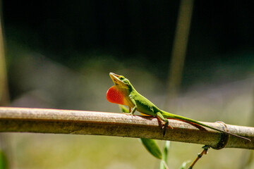 Lizard looking for love