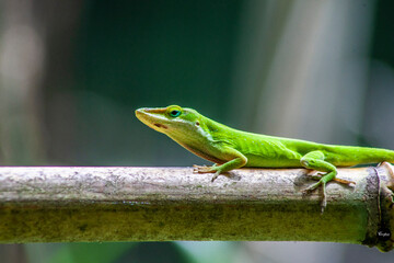 Lizard looking for love