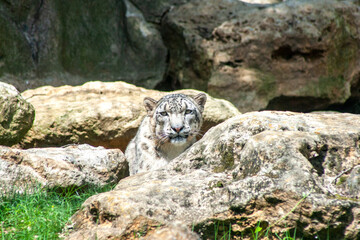 leopard in zoo