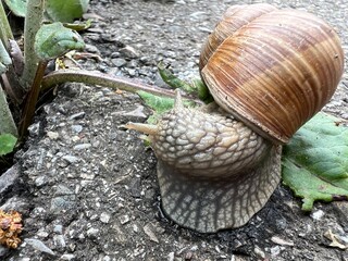 snail on leaf