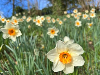 daffodils in spring