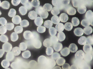 スギ花粉　顕微鏡撮影