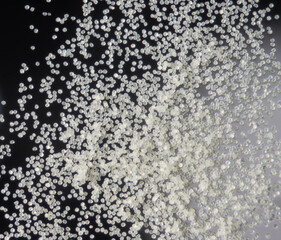 スギ花粉　顕微鏡撮影