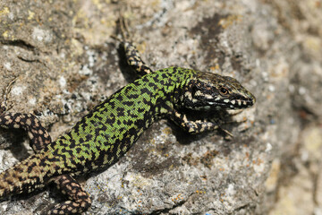 A non-native male Wall Lizard, Podarcis muralis, sunning itself on a stone wall in the UK.
