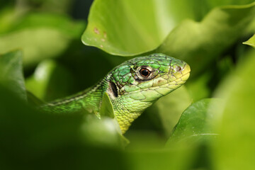 A rare Western Green Lizard, Lacerta bilineata, warming itself up in the early morning sunshine hiding amongst the leaves of an Ivy plant.