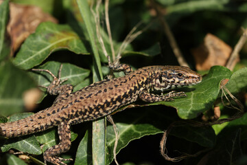 A non-native Wall Lizard, Podarcis muralis, warming itself up in the early morning sunshine hiding amongst the leaves of an Ivy plant.