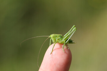 A juvenile Great green bush-cricket, Tettigonia viridissima, resting on a persons finger enjoying the sunshine. 