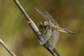 A hunting Four-spotted Chaser Dragonfly, Libellula quadrimaculata, perched on a reed growing at the edge of a pond.