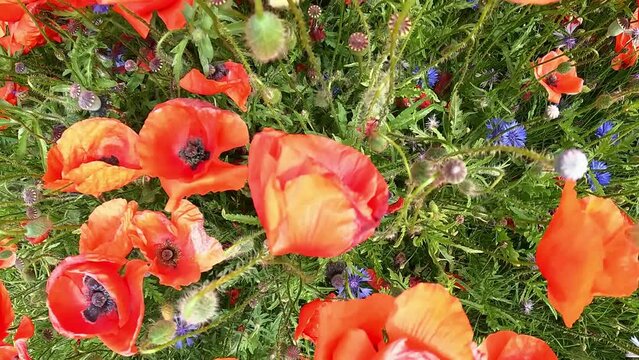 ein Feld mit bl&uuml;hendem Mohn und Kornblumen, von unten nach oben gefilmt