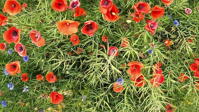 ein Feld mit bl&uuml;hendem Mohn und Kornblumen, von oben gefilmt