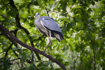 Grey heron on a tree. Bird stands on a branch and lurks for prey. Animal photo