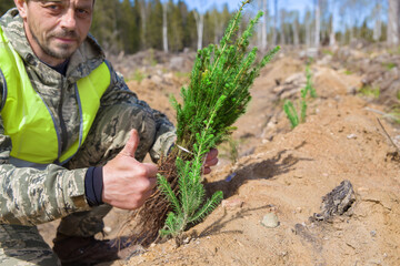 A European man is planting coniferous trees in the place of a sawn forest. Selective focus on spruce sapling. The man's face is out of focus.