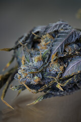 Cannabis fresh plants and flowers and buds