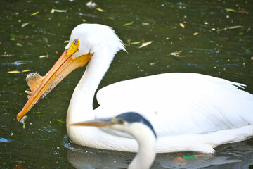 Pelican swimming in water. White plumage, large beak, in a large marine bird