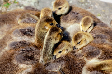 Baby Canada Goose - Branta canadensis. newly hatched goslings at lake. Pile of Goslings