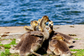 Fototapeta premium Baby Canada Goose - Branta canadensis. newly hatched goslings at lake. Pile of Goslings