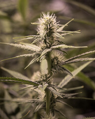 Cannabis fresh plants and flowers and buds