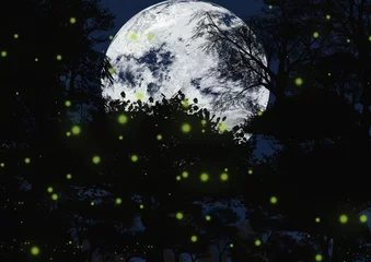 Afwasbaar behang Volle maan en bomen maan en sterren