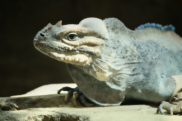 large iguana lying on a stone. Thorny comb and scaly skin. Animal photo