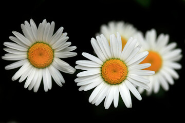 Obraz premium White big chamomiles on balck background