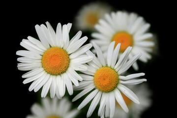 White big chamomiles on balck background