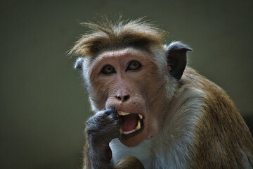 Rhesus monkey sitting on a branch and peeing in his teeth. animal photo of a mammal