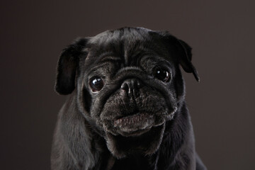 charming black pug on a black background. Pet portrait in studio