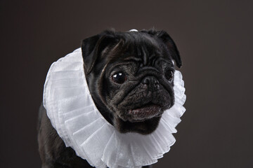 dog in frill collar. charming black pug on a black background. Pet portrait in jabot 