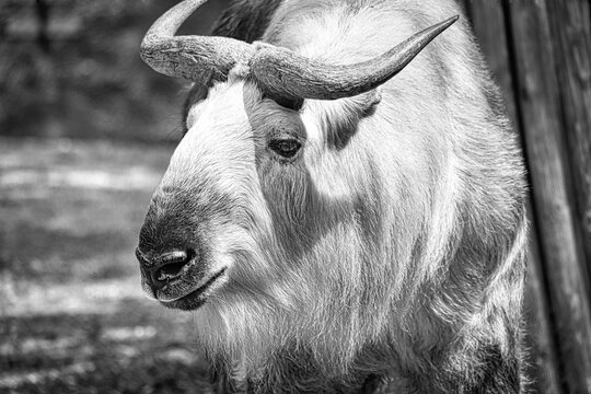 gold yak in black white, (bos mutus) with beautiful coat and horns. From Himalayas.