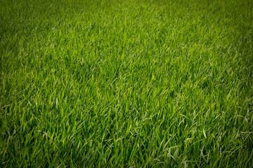 Green rice field background, close up of nature fresh green grass.