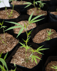 Beautiful live cannabis plants, flowers and buds. Fresh marijuana. 