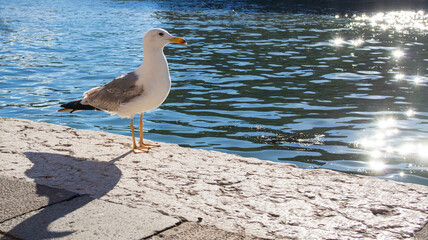 A seagull on a stone on the bank of a river