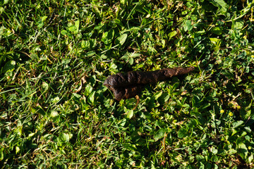 Dog excrement on the green lawn which unfortunately has not been disposed of